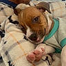 puppy, dog, blanket, paw, sleepy, lying_down, cute, pet, fur, animal, shirt, indoor, cozy, resting, brown, white, face, ear, tongue, soft