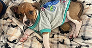 Ellie-Mae is registered to the contest to win money with this photo: puppy, dog, blanket, bat_pattern, plush_toy, clothing, indoor, cute, pet, animal, fur, paw, lying_down, resting, carpet, cozy, young, small, adorable, relaxed