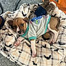puppy, dog, blanket, bat_pattern, plush_toy, clothing, indoor, cute, pet, animal, fur, paw, lying_down, resting, carpet, cozy, young, small, adorable, relaxed