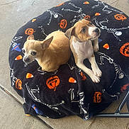 Harleyquinn Elliemae is registered to the contest to win money with this photo: animal, blanket, brown_and_white, candy_corn_pattern, chihuahua, companions, concrete_floor, cozy, cute, dog, footwear, halloween, outdoor, pet, pumpkin_pattern, puppy, resting, skeleton_pattern, small_dog, two_animals