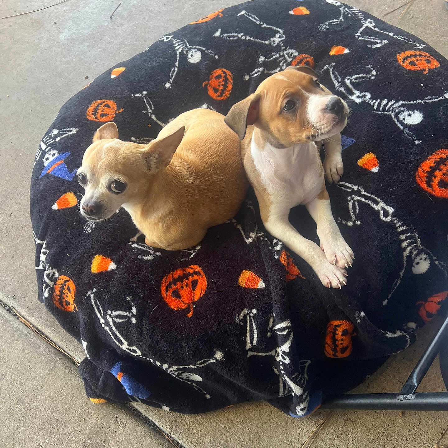 Harleyquinn Elliemae is registered to the contest to win money with this photo: animal, blanket, brown_and_white, candy_corn_pattern, chihuahua, companions, concrete_floor, cozy, cute, dog, footwear, halloween, outdoor, pet, pumpkin_pattern, puppy, resting, skeleton_pattern, small_dog, two_animals