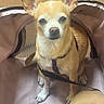 Harley-Quinn joined the competition — help win amazing prizes! dog, small_dog, tan_dog, white_fur, large_ears, pet_carrier, mesh, purple_harness, sitting, indoor, closeup, canine, pet, animal, leash, fur, cute, looking_at_camera, companion, domestic_animal
