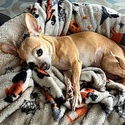 Harley-Quinn is registered to the contest to win money with this photo: dog, small_dog, tan_dog, lying_down, blanket, cozy, indoor, floor, patterned_blanket, ears, pet, companion, relaxed, cute, animal, paw, resting, household, comfort, curious