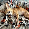 animal, blanket, comfort, companion, cozy, curious, cute, dog, ears, floor, household, indoor, lying_down, patterned_blanket, paw, pet, relaxed, resting, small_dog, tan_dog