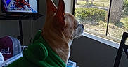 Harley-Quinn joined the competition — help win amazing prizes! dog, green_hoodie, window, trees, television, wrestling, indoor, outdoor, table, chair, cap, blanket, sunlight, pet, animal, side_view, calm, looking_out, living_room, casual