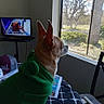 animal, blanket, calm, cap, casual, chair, dog, green_hoodie, indoor, living_room, looking_out, outdoor, pet, side_view, sunlight, table, television, trees, window, wrestling