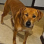 dog, brown_dog, standing, indoor, tile_floor, playful, pet, canine, one_eye_closed, flooring, door, wall, animal, domestic, ears, paw, snout, looking, mammal, companion