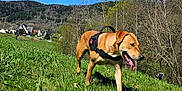 Fandja participe au concours pour gagner de l'argent avec cette photo : dog, canine, animal, grass, outdoor, nature, sky, blue_sky, trees, meadow, harness, walking, sunlight, daylight, greenery, field, rural, happy, pet, spring