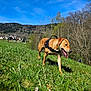 dog, canine, animal, grass, outdoor, nature, sky, blue_sky, trees, meadow, harness, walking, sunlight, daylight, greenery, field, rural, happy, pet, spring