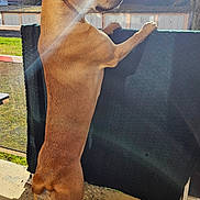 Fandja participe au concours pour gagner de l'argent avec cette photo : dog, brown_dog, standing, outdoor, sunlight, lens_flare, blanket, railing, house, grass, hill, tree, daytime, pet, canine, curious, looking, shadow, nature, backyard