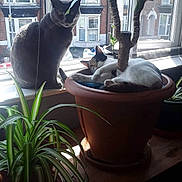 Flo is registered to the contest to win money with this photo: calm, cat, cozy, daylight, domestic, feline, greenery, home, houseplant, indoor, leaf, nature, pets, plant, plant_pot, relaxing, resting, sunlight, window, wooden_surface
