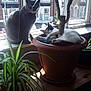 calm, cat, cozy, daylight, domestic, feline, greenery, home, houseplant, indoor, leaf, nature, pets, plant, plant_pot, relaxing, resting, sunlight, window, wooden_surface
