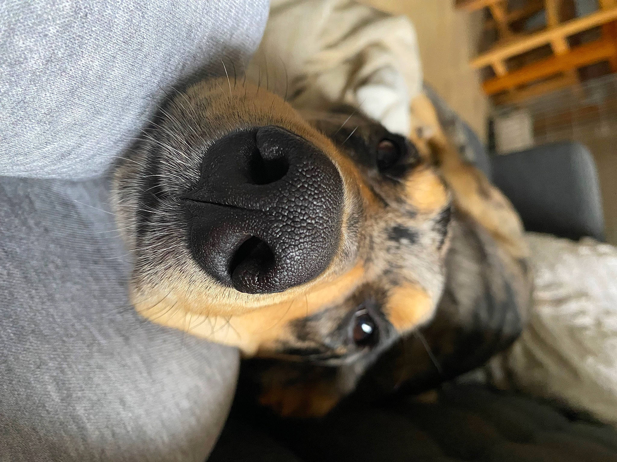 Paddington a rejoint le concours — aidez-le/la à gagner de superbes lots ! canidae, carnivore, claw, comfort, companion_dog, dog, dog_breed, ear, fawn, fur, guard_dog, metal, paw, snout, sporting_group, toy_dog, whiskers, working_animal, working_dog