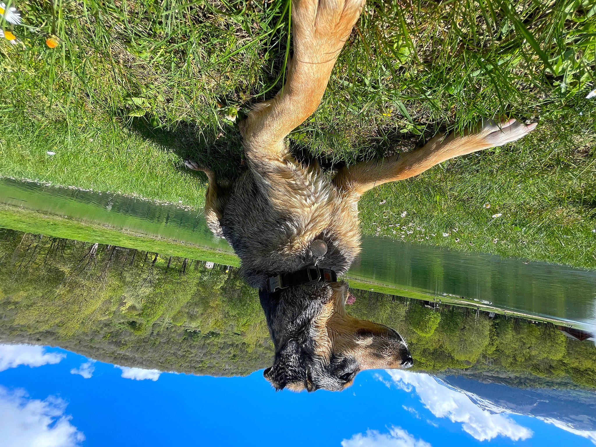 Paddington participe au concours pour gagner de l'argent avec cette photo : branch, cloud, gesture, grass, landscape, natural_landscape, plant, plant_stem, reflection, sky, sporting_group, tail, terrestrial_animal, tree, trunk, twig, water, wildlife, wood, woody_plant