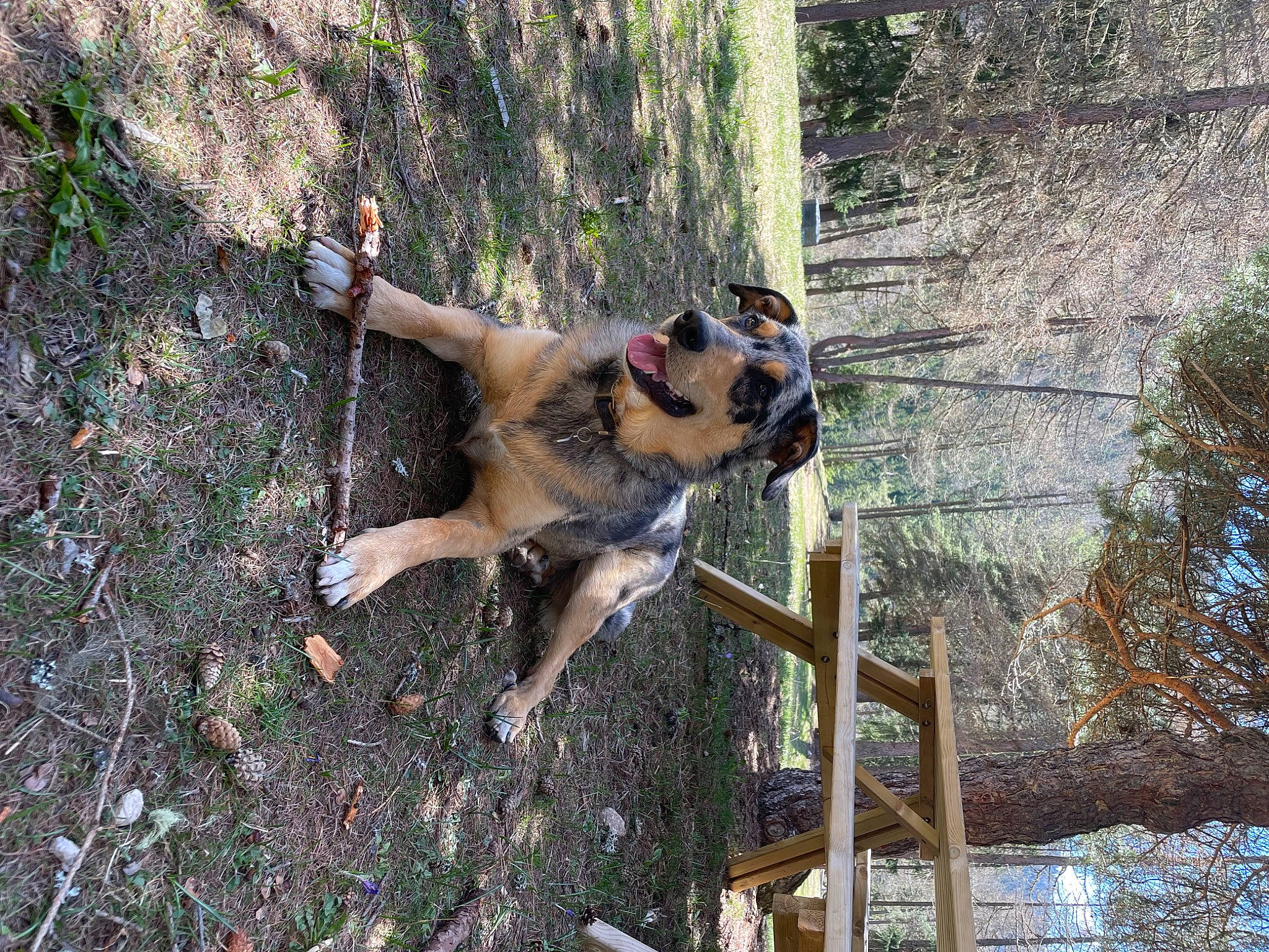 Paddington participe au concours pour gagner de l'argent avec cette photo : adventure, canidae, carnivore, companion_dog, dog, dog_breed, fawn, grass, leisure, non_sporting_group, plant, recreation, soil, sporting_group, tail, terrestrial_animal, tree, wood, working_animal, working_dog