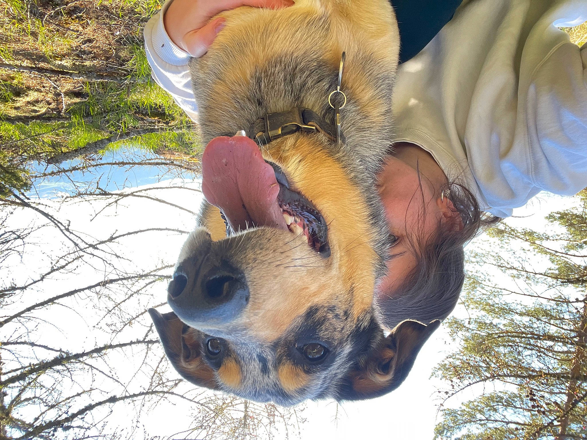 Paddington participe au concours pour gagner de l'argent avec cette photo : canidae, carnivore, collar, companion_dog, dog, dog_breed, fawn, fur, hat, mammal, organism, plant, sky, snout, sporting_group, sunglasses, tree, water, wildlife, working_animal
