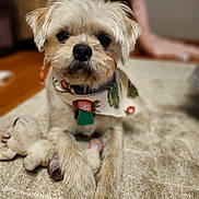Terry is registered to the contest to win money with this photo: dog, puppy, bandana, toy, plush_toy, carpet, indoor, pet, fur, cute, animal, mammal, small_dog, lying_down, paws, face, whiskers, ears, domestic_animal, closeup