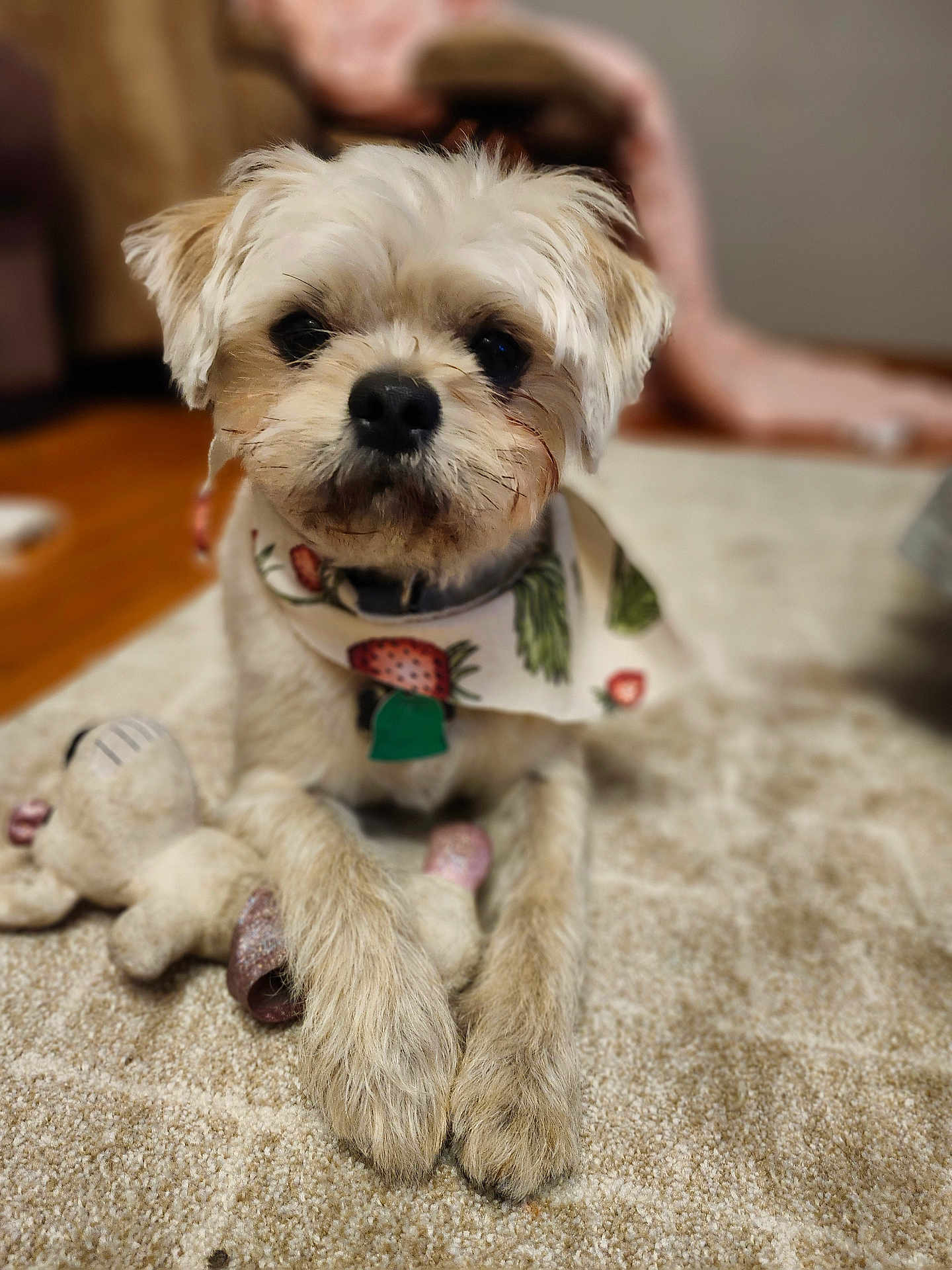 Terry is registered to the contest to win money with this photo: dog, puppy, bandana, toy, plush_toy, carpet, indoor, pet, fur, cute, animal, mammal, small_dog, lying_down, paws, face, whiskers, ears, domestic_animal, closeup