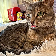 Dave joined the competition — help win amazing prizes! animal, blanket, cat, cozy, cute, ears, fur_pattern, furry, green_eyes, home, indoor, pet, plush_toys, red_fridge, relaxed, resting, snacks, tabby, tongue_out, whiskers