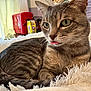 animal, blanket, cat, cozy, cute, ears, fur_pattern, furry, green_eyes, home, indoor, pet, plush_toys, red_fridge, relaxed, resting, snacks, tabby, tongue_out, whiskers