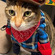 Hazel joined the competition — help win amazing prizes! cat, pet, costume, cowboy_hat, bandana, plaid_shirt, paws, whiskers, green_eyes, feline, close_up, portrait, indoors, cute, dress_up, hat, fabric, bed, tissue_box, animal_portrait