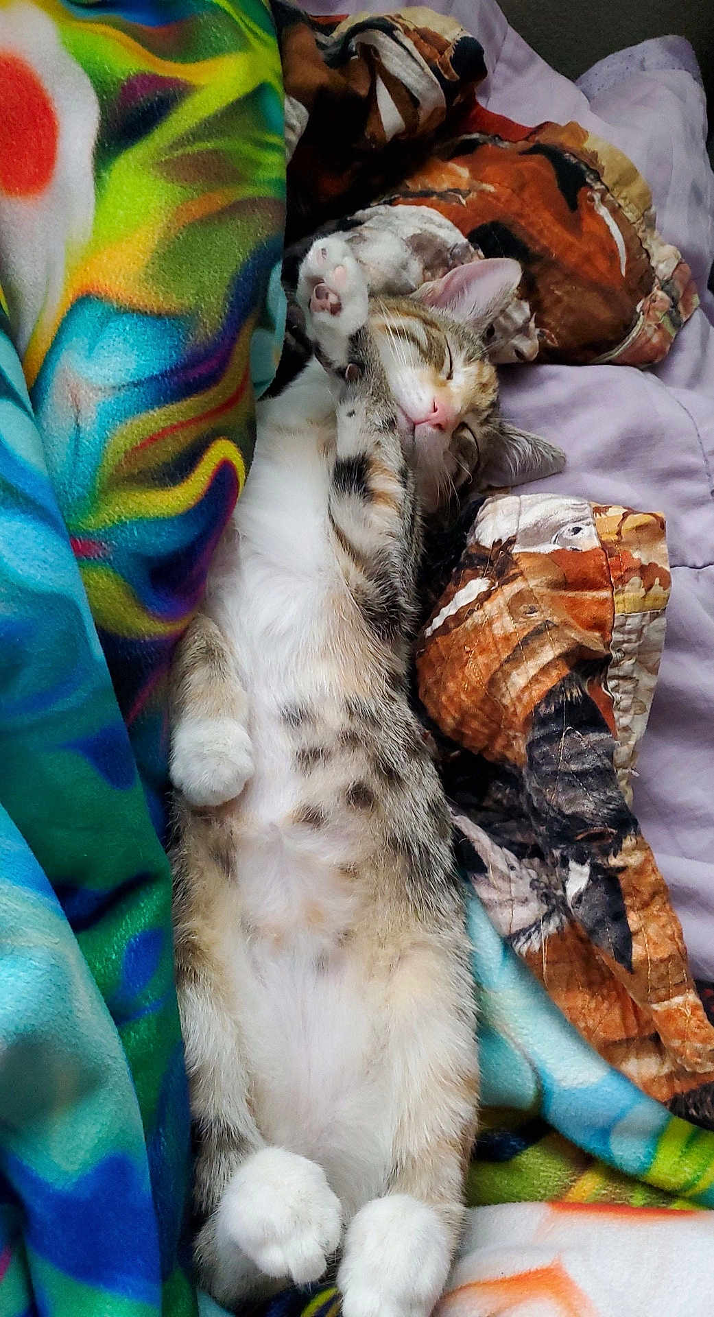 Hazel joined the competition — help win amazing prizes! cat, kitten, sleeping, blanket, bed, paws, fur, domestic_cat, cozy, nap, cute, belly, portrait, indoor, textile, patterned_blanket, colorful, resting, whiskers, pillow