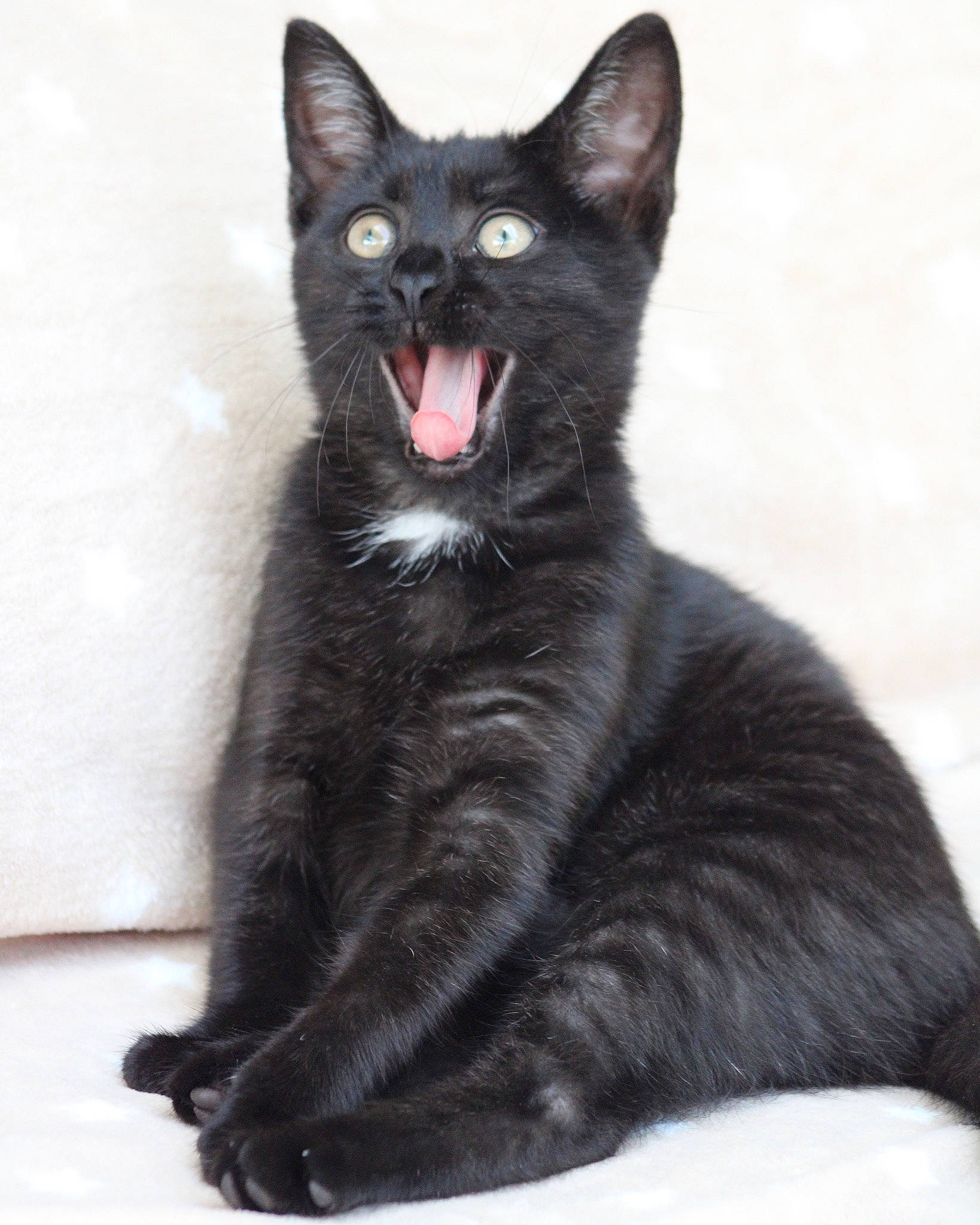 Kaïlie a rejoint le concours — aidez-le/la à gagner de superbes lots ! black_cat, bombay, carnivore, cat, claw, domestic_short_haired_cat, eye, fang, felidae, foot, fur, iris, paw, roar, small_to_medium_sized_cats, snout, tail, terrestrial_animal, whiskers, window