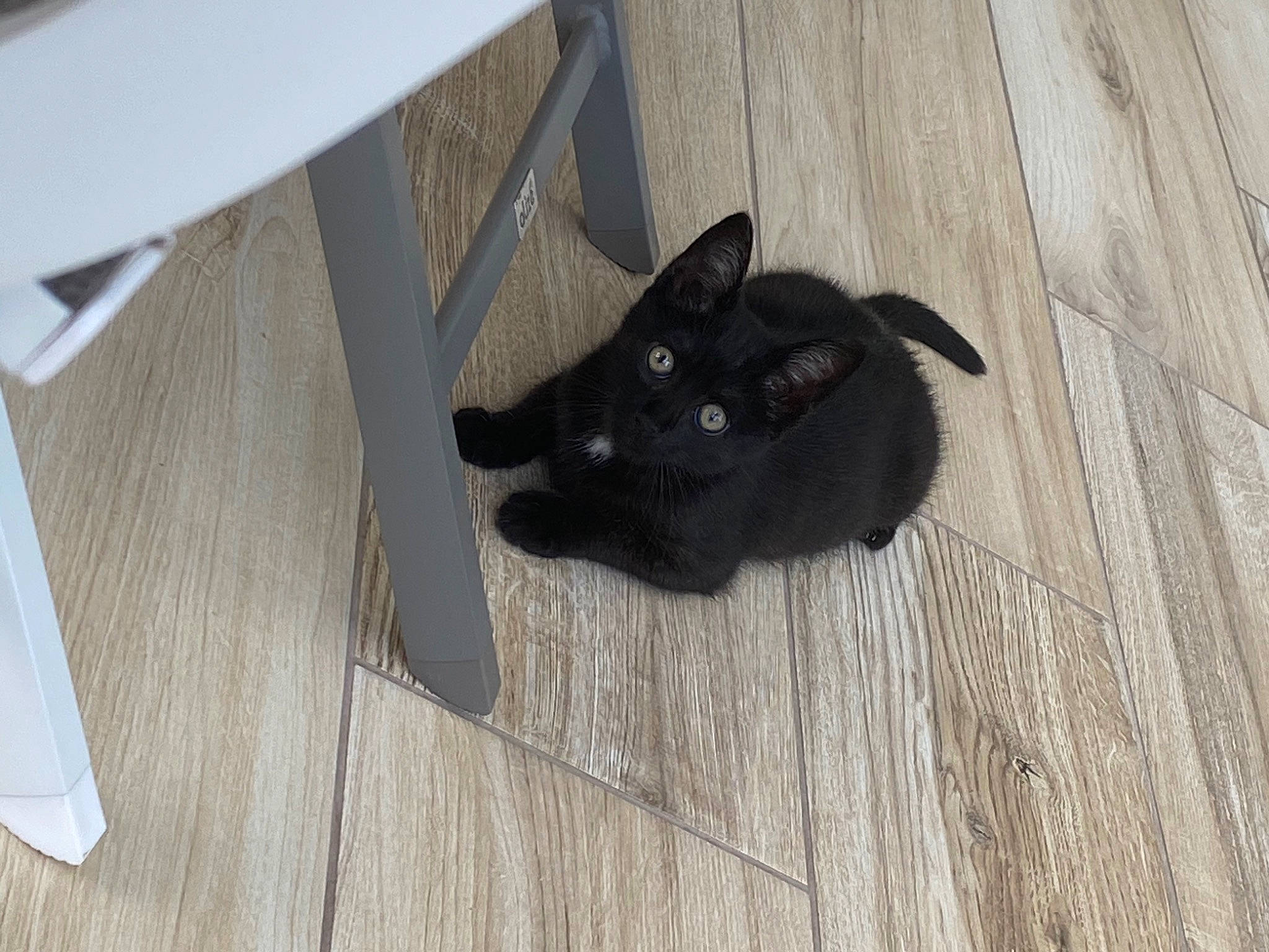 Kaïlie participe au concours pour gagner de l'argent avec cette photo : black_cat, bombay, carnivore, cat, dog_breed, domestic_short_haired_cat, felidae, floor, flooring, fur, grey, hardwood, laminate_flooring, plank, small_to_medium_sized_cats, tail, whiskers, wood, wood_flooring, wood_stain