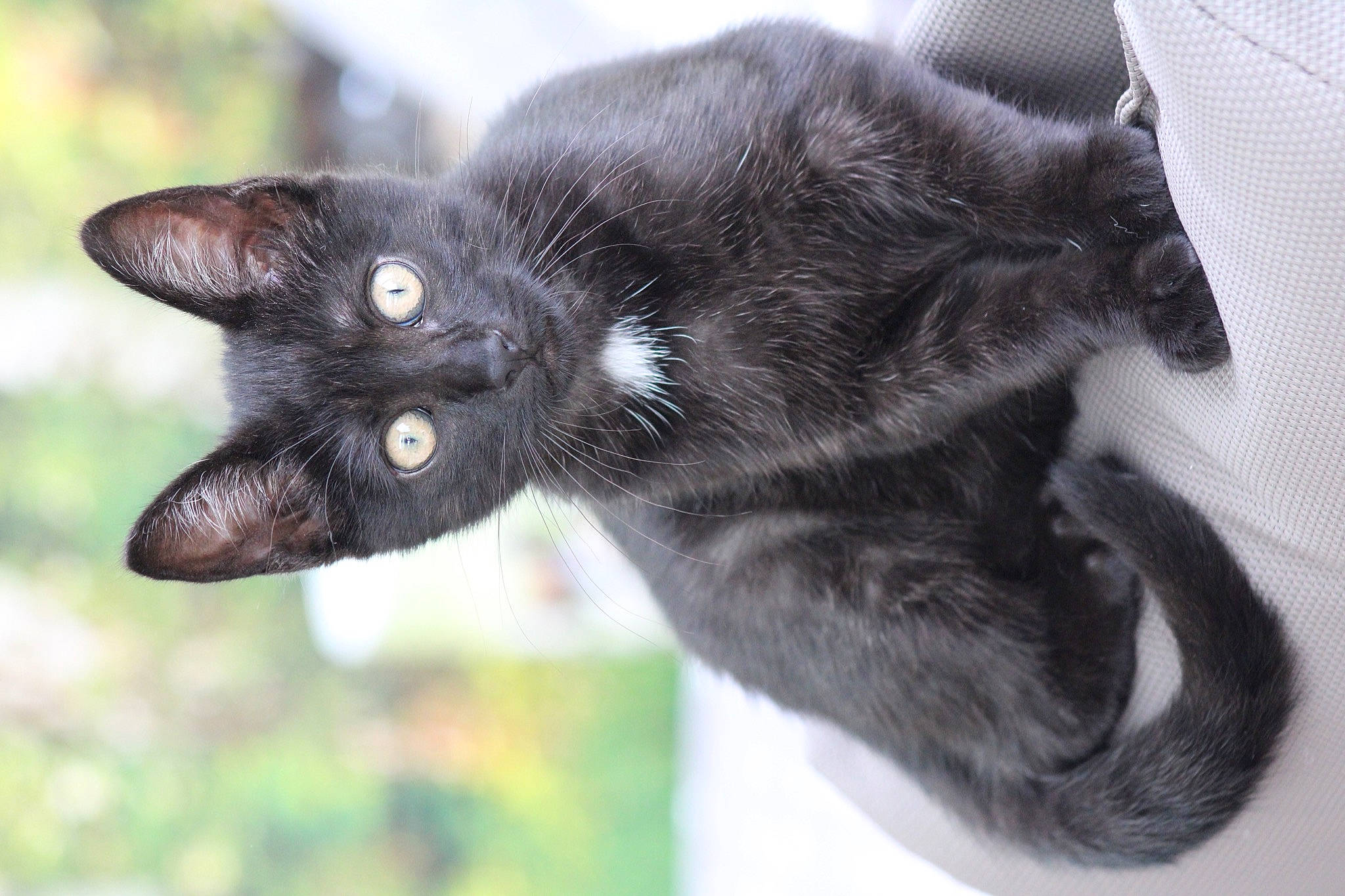 Kaïlie a rejoint le concours — aidez-le/la à gagner de superbes lots ! black_cat, bombay, carnivore, cat, dog_breed, domestic_short_haired_cat, felidae, fur, grass, plant, small_to_medium_sized_cats, snout, terrestrial_animal, tree, whiskers