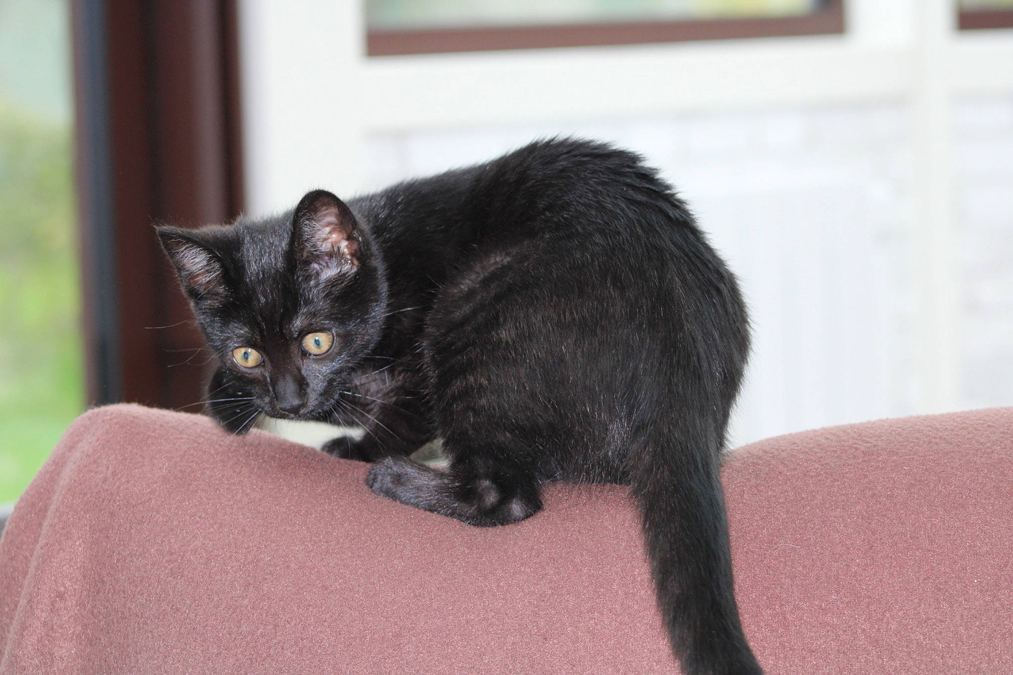 Kaïlie participe au concours pour gagner de l'argent avec cette photo : black_cat, bombay, carnivore, cat, claw, comfort, domestic_short_haired_cat, felidae, fur, havana_brown, paw, plant, sitting, small_to_medium_sized_cats, snout, tail, terrestrial_animal, tree, whiskers, window