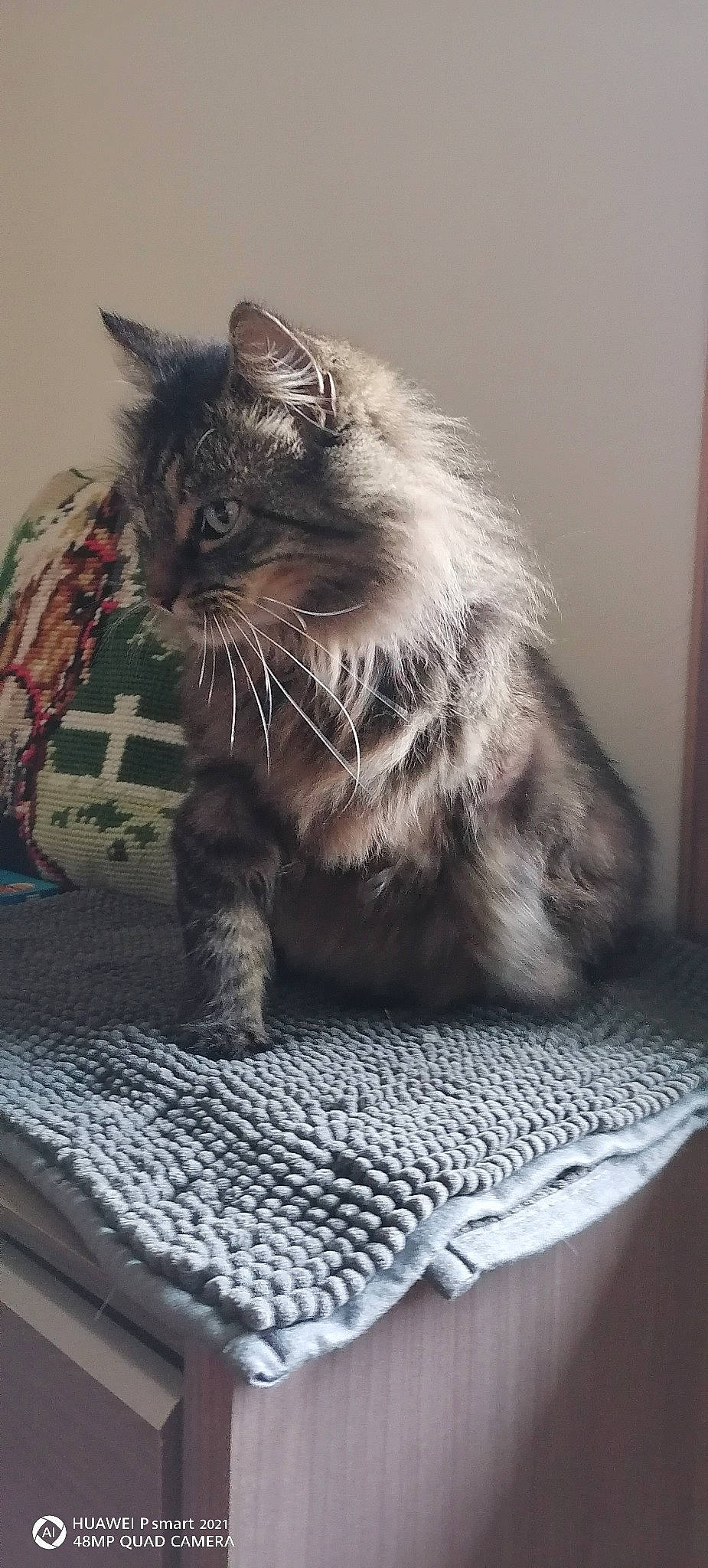 Canaille a rejoint le concours — aidez-le/la à gagner de superbes lots ! carnivore, cat, claw, comfort, domestic_short_haired_cat, felidae, flooring, fur, grey, linens, monochrome_photography, pattern, paw, plant, small_to_medium_sized_cats, snout, tail, textile, whiskers, woven_fabric