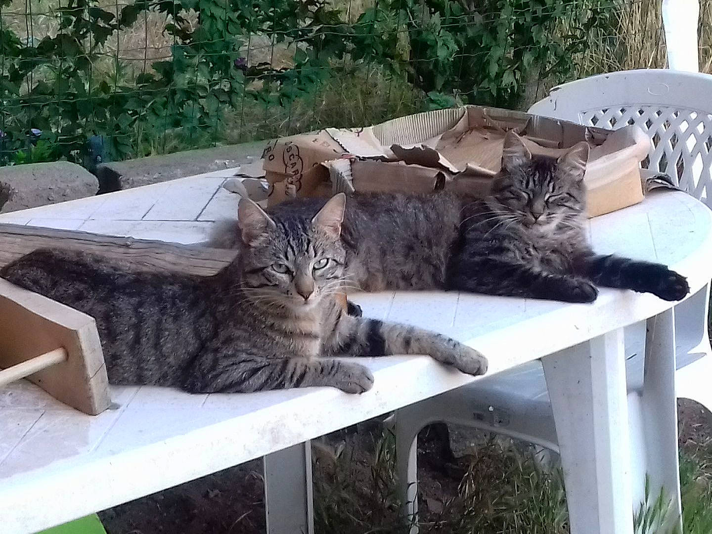 Canaille a rejoint le concours — aidez-le/la à gagner de superbes lots ! carnivore, cat, domestic_short_haired_cat, european_shorthair, felidae, fur, grey, mammal, organism, outdoor_furniture, small_to_medium_sized_cats, snout, tabby_cat, tail, terrestrial_animal, vertebrate, whiskers