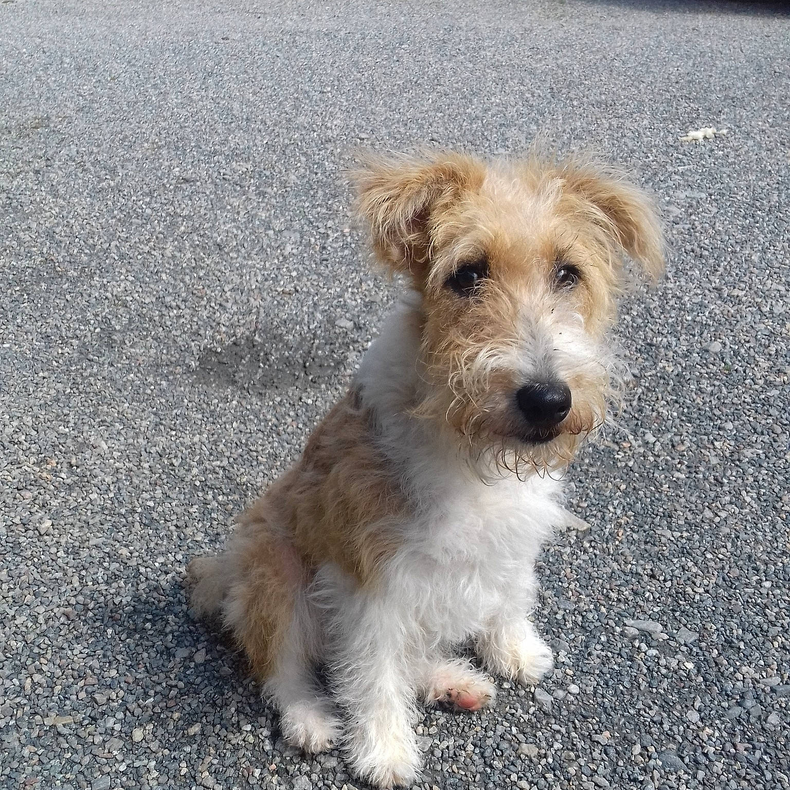 Nala participe au concours pour gagner de l'argent avec cette photo : asphalt, canidae, carnivore, companion_dog, dog, dog_breed, fawn, fox_terrier, maltepoo, road_surface, small_terrier, snout, sporting_group, tar, terrier, toy_dog, working_animal, working_dog