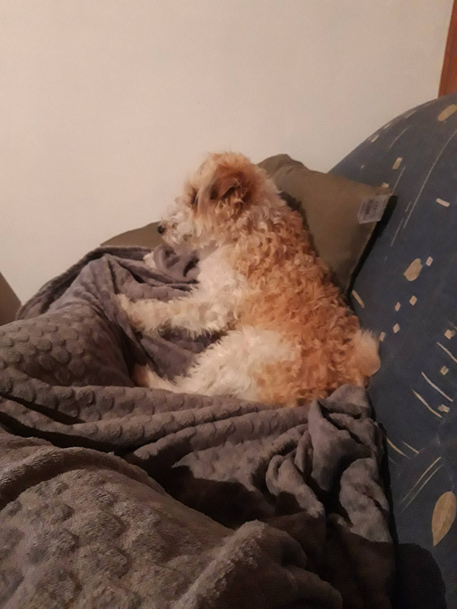 Nala participe au concours pour gagner de l'argent avec cette photo : canidae, carnivore, cat, cavachon, cavapoo, cockapoo, dog, dog_breed, goldendoodle, mammal, morkie, puppy, schnoodle, sporting_group, whiskers