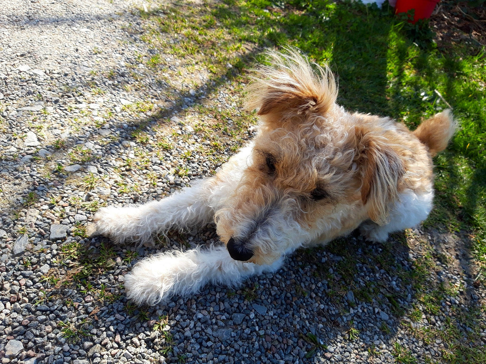 Nala a rejoint le concours — aidez-le/la à gagner de superbes lots ! berger_picard, cairn_terrier, canidae, carnivore, companion_dog, dog, dog_breed, fox_terrier, glen_of_imaal_terrier, lakeland_terrier, mammal, norwich_terrier, sporting_lucas_terrier, terrier, vertebrate, welsh_terrier, wire_hair_fox_terrier