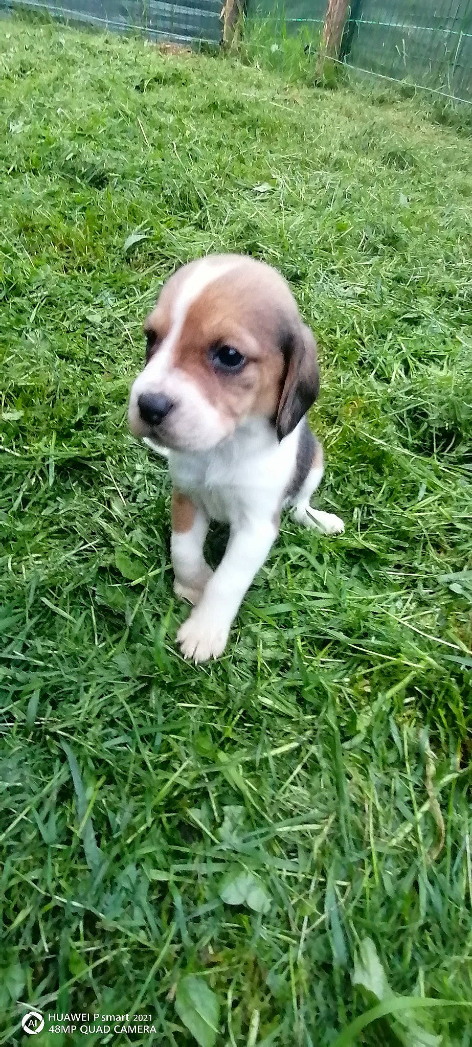 Simba a rejoint le concours — aidez-le/la à gagner de superbes lots ! beagle, beagle_harrier, canidae, carnivore, companion_dog, dog, dog_breed, fawn, grass, grass_family, groundcover, hound, lawn, plant, sedge_family, snout, sporting_group, tail, terrestrial_animal, toy