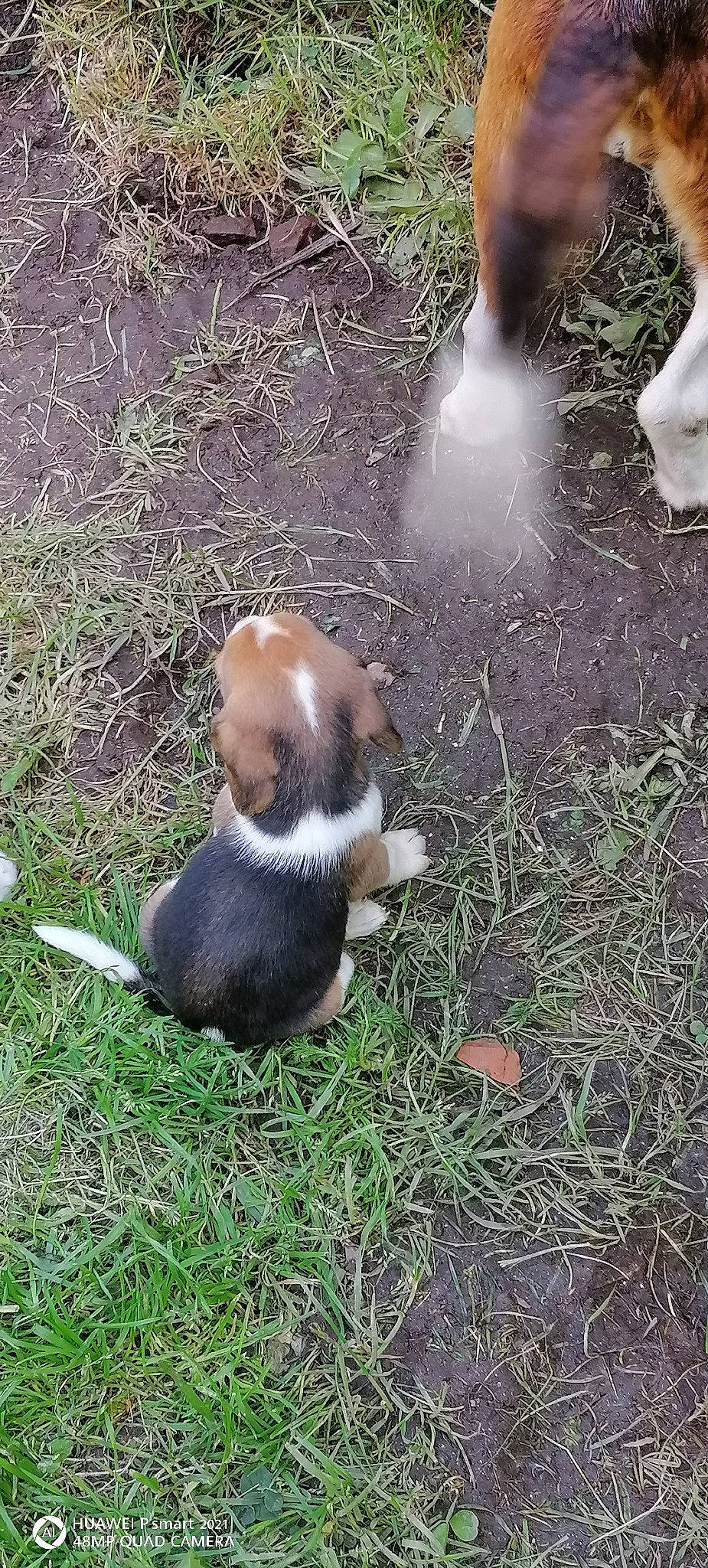 Simba a rejoint le concours — aidez-le/la à gagner de superbes lots ! canidae, carnivore, companion_dog, dog, dog_breed, fawn, fur, grass, plant, rock, soil, tail, terrestrial_animal, wildlife