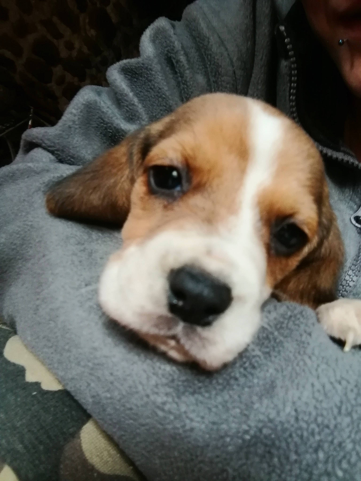 Simba a rejoint le concours — aidez-le/la à gagner de superbes lots ! beagle, beagle_harrier, beaglier, canidae, carnivore, companion_dog, dog, dog_breed, finnish_hound, fur, hound, hunting_dog, puppy, puppy_love, scent_hound, sporting_group, whiskers