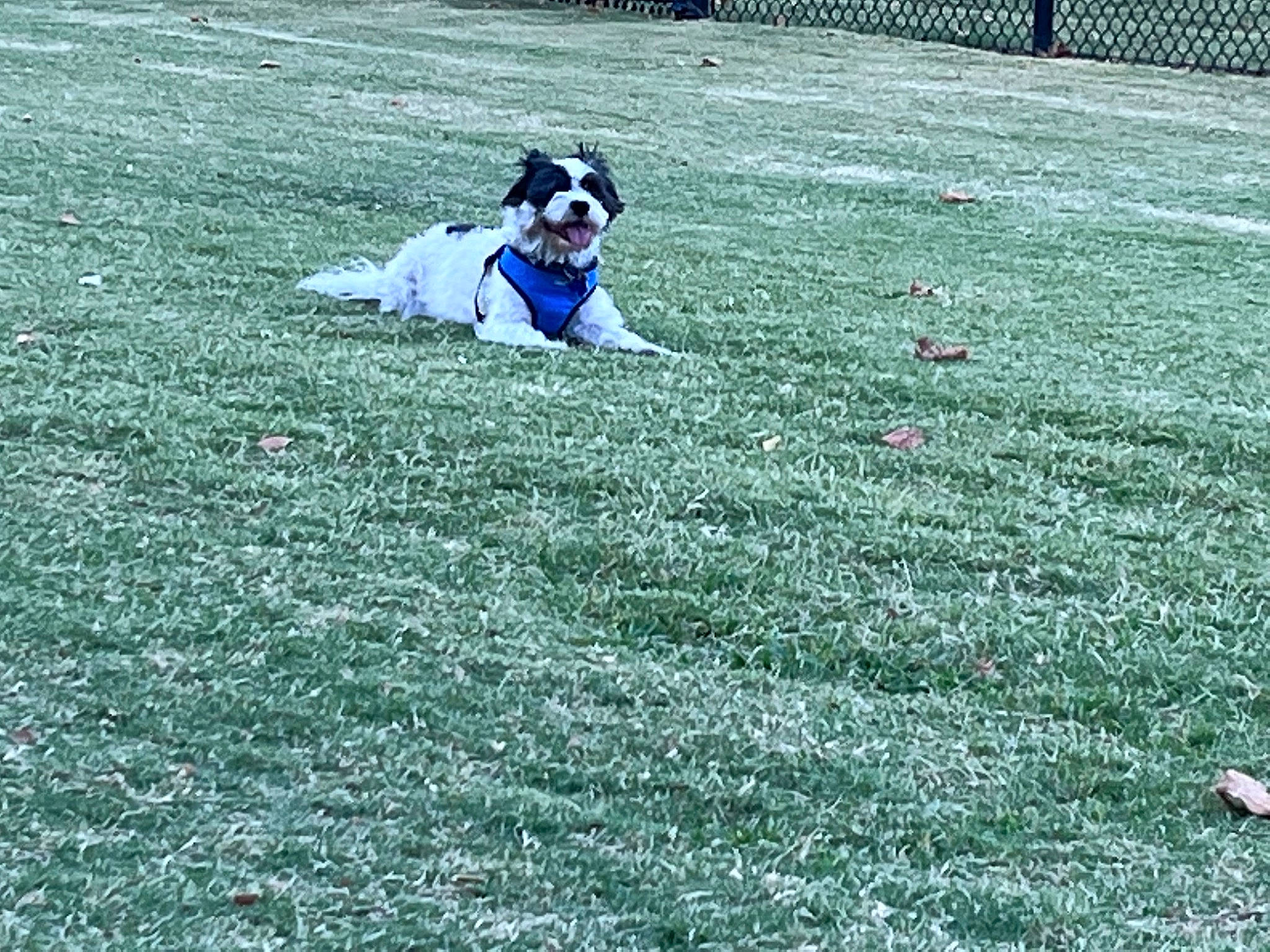 Patches is registered to the contest to win money with this photo: carnivore, companion_dog, dog, dog_breed, electric_blue, field, flooring, fun, grass, grassland, groundcover, happy, lawn, meadow, people_in_nature, player, recreation, soccer_ball, sport_venue, stadium