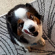 Clyde is registered to the contest to win money with this photo: dog, puppy, tricolor_dog, pet, looking_up, tongue_out, teeth_visible, sitting, rug, indoor, close_up, furry, expressive_face, collar, id_tag, brown_eyes, black_nose, whiskers, cute, playful