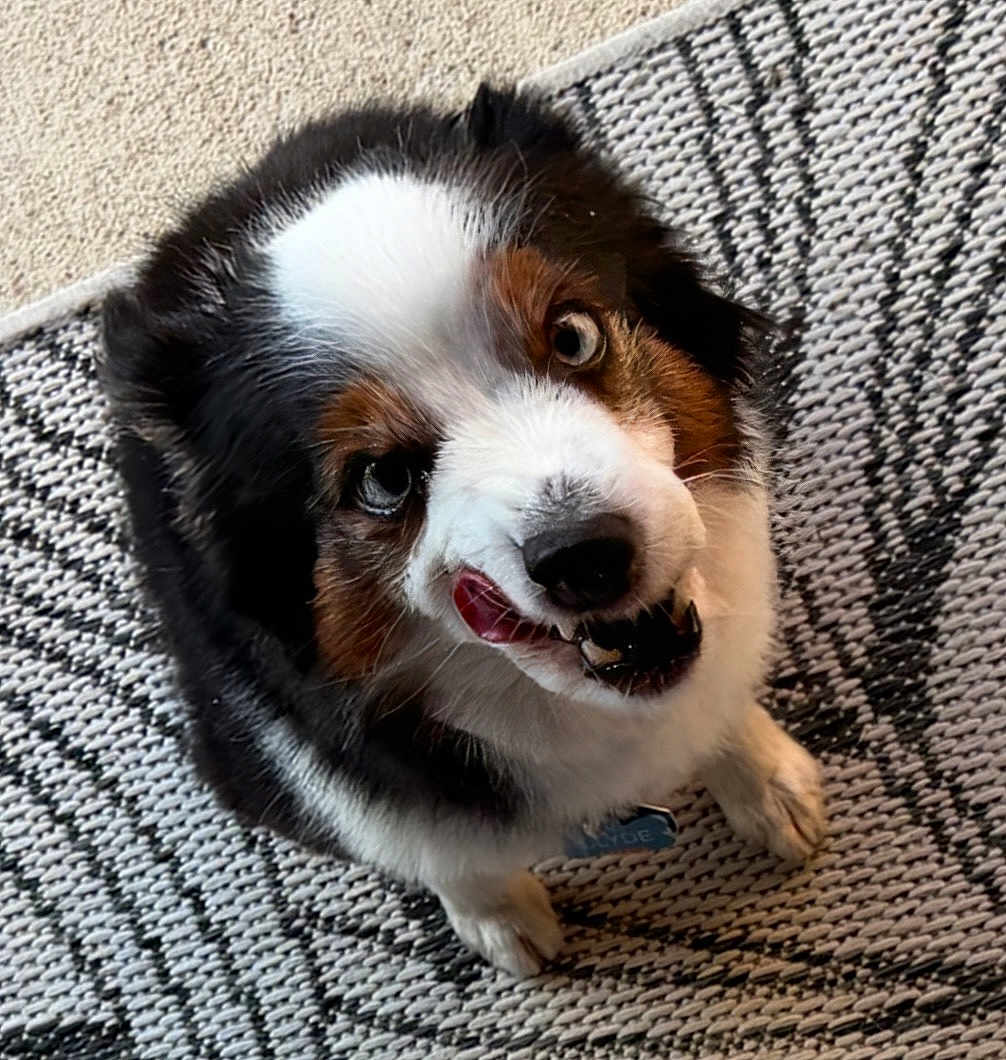 Clyde is registered to the contest to win money with this photo: dog, puppy, tricolor_dog, pet, looking_up, tongue_out, teeth_visible, sitting, rug, indoor, close_up, furry, expressive_face, collar, id_tag, brown_eyes, black_nose, whiskers, cute, playful