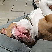 King joined the competition — help win amazing prizes! animal, brown_and_white, canine, carpet, collar, cozy, cute, dog, dog_bed, domestic, door, floor, home, indoor, pet, relaxed, resting, sleeping, tile_floor, upside_down