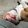 animal, brown_and_white, canine, carpet, collar, cozy, cute, dog, dog_bed, domestic, door, floor, home, indoor, pet, relaxed, resting, sleeping, tile_floor, upside_down