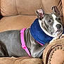 dog, gray_dog, pink_harness, neck_pillow, armchair, brown_furniture, relaxed, pet, canine, indoor, comfortable, resting, domestic_animal, ears_up, looking_away, paws, snout, seated, couch, living_room