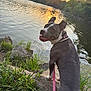 Piper is registered to the contest to win money with this photo: dog, lake, sunset, water, rocks, grass, trees, nature, outdoor, pet, happy, leash, canine, tongue_out, reflection, sky, sun, scenery, animal, summer