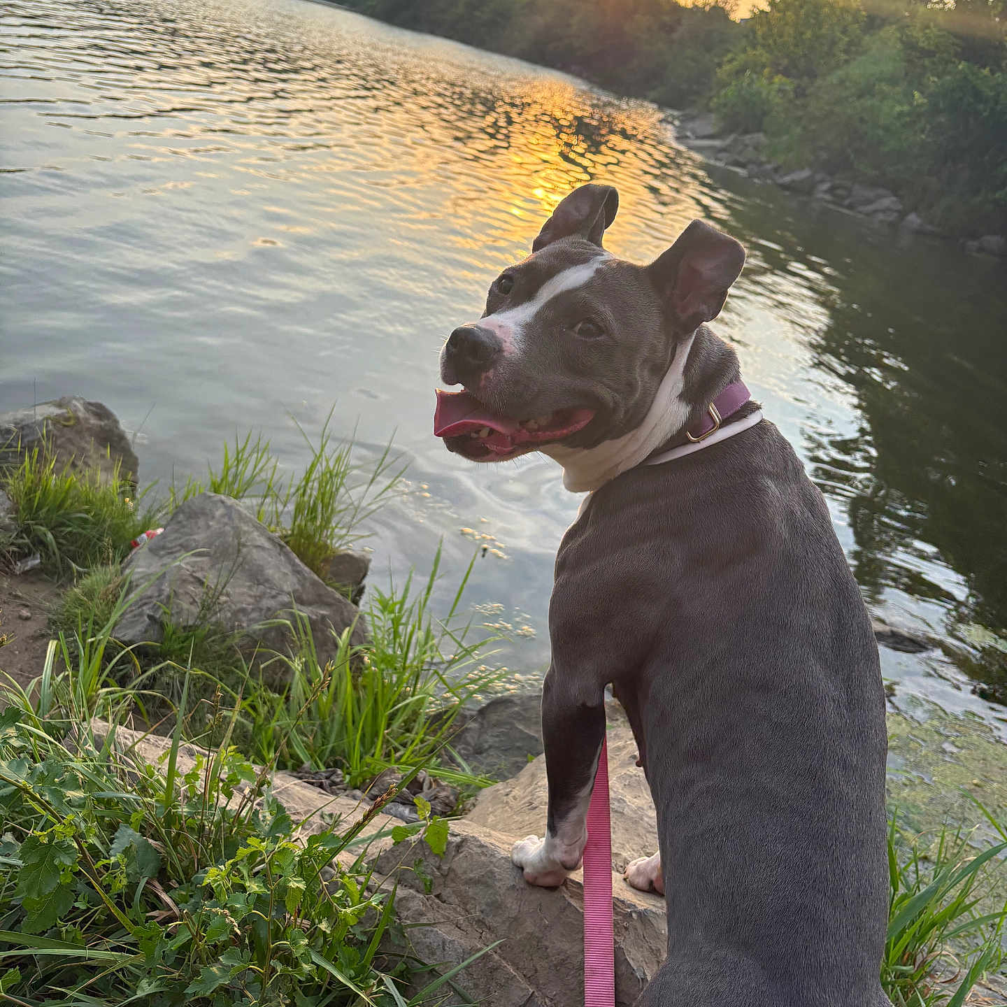 Piper is registered to the contest to win money with this photo: animal, canine, dog, grass, happy, lake, leash, nature, outdoor, pet, reflection, rocks, scenery, sky, summer, sun, sunset, tongue_out, trees, water
