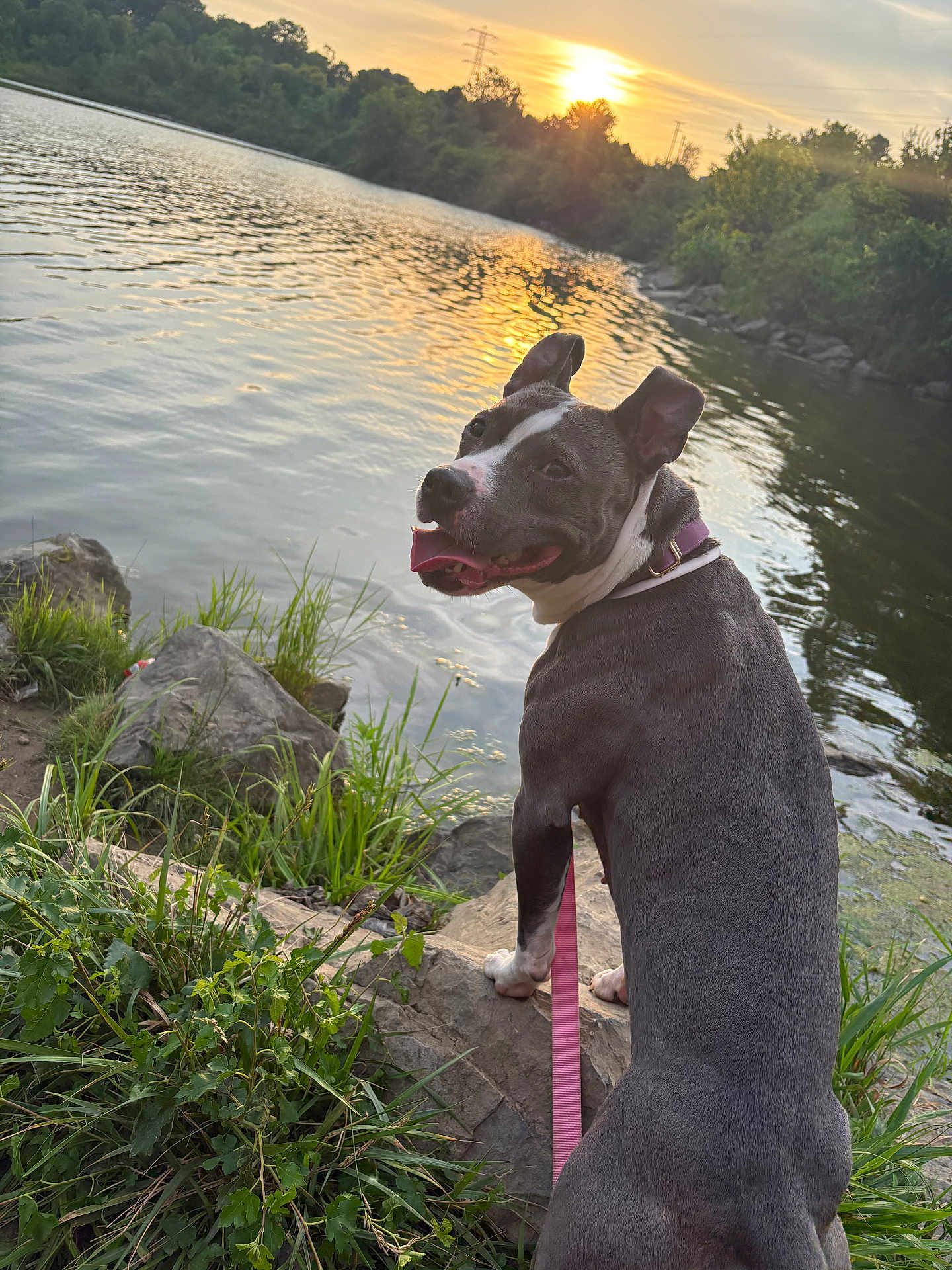 Piper