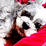 dog, pet, close_up, fluffy, gray, white, blanket, red, resting, cute, animal, fur, lying_down, cozy, indoors, portrait, face, snout, soft, relaxed