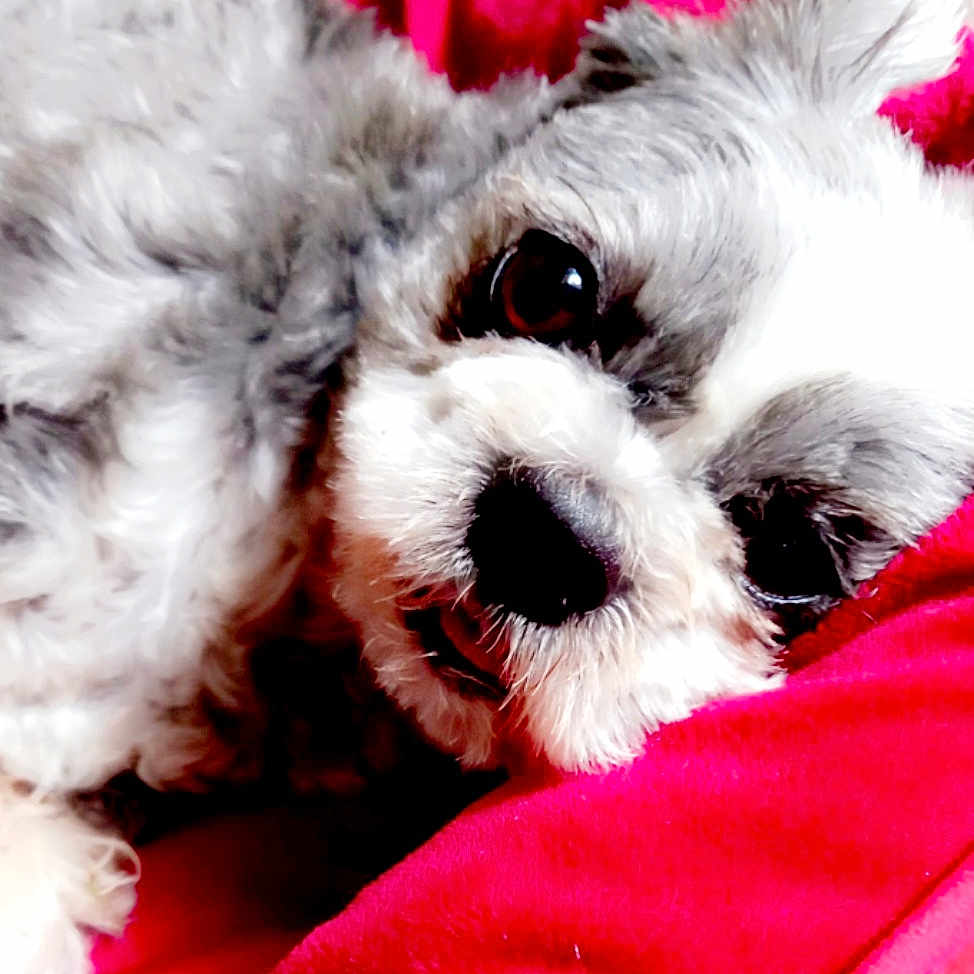 Nina participe au concours pour gagner de l'argent avec cette photo : animal, blanket, close_up, cozy, cute, dog, face, fluffy, fur, gray, indoors, lying_down, pet, portrait, red, relaxed, resting, snout, soft, white