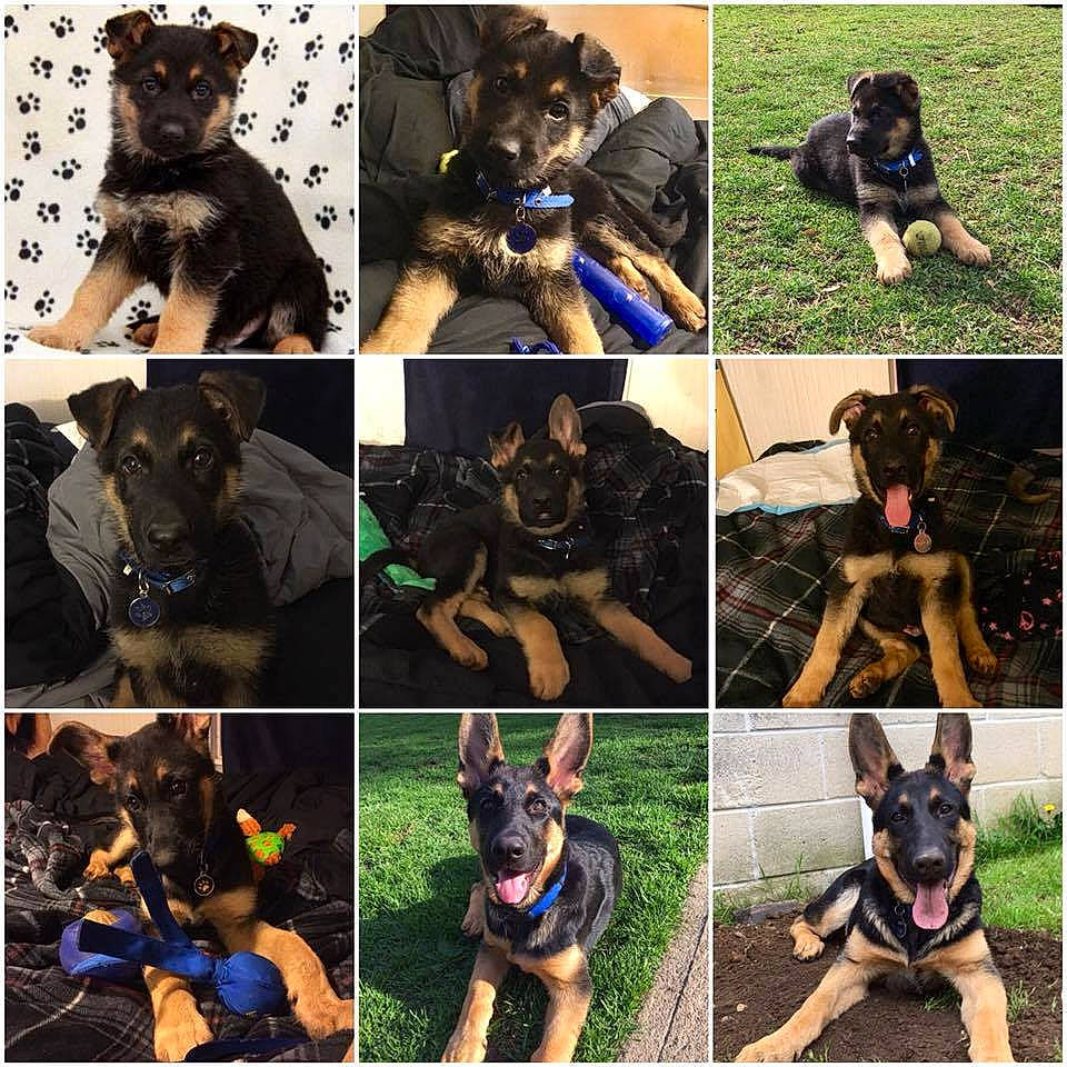 Bishop is registered to the contest to win money with this photo: ancient_dog_breeds, canidae, carnivore, collage, companion_dog, dog, dog_breed, non_sporting_group, organism, puppy, snout, sporting_group, vertebrate, working_animal, working_dog